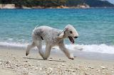 BEDLINGTON TERRIER 036